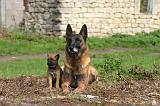 MALINOIS 1079